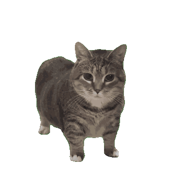 Meme Cat